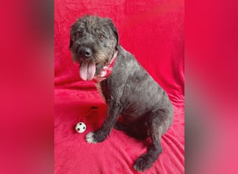 Camilia - Sanfte Hundedame sucht einfühlsame Menschen!