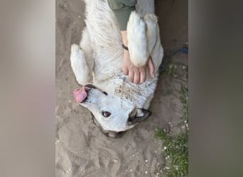 Zela Liebevolle, menschenbezogene Hündin sucht ihr Glück