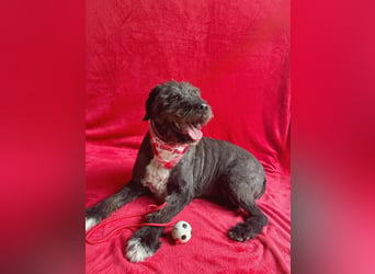 Camilia - Sanfte Hundedame sucht einfühlsame Menschen!