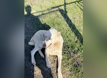 Hera - Sanfte Hündin sucht ihr Zuhause