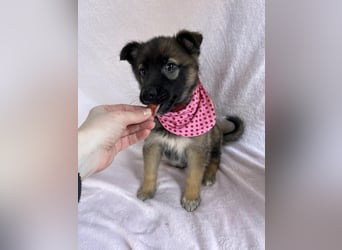 Bibi - mutige Schäferhündin möchte hoch hinaus !