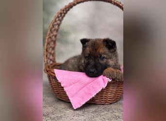 Mulan - tolle aufgeweckte Welpin sucht ihre Familie