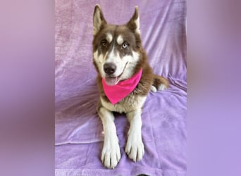 Zahid - Beeindruckender Husky-Mix sucht geduldiges Zuhause *bald in 71711 Murr*
