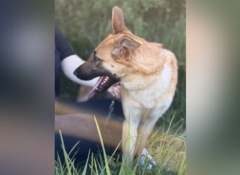 Polly Intelligente Powerhündin sucht aktive Menschen