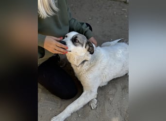 Zela Liebevolle, menschenbezogene Hündin sucht ihr Glück