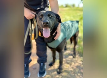Balu (Ragnar) Großer Kuschelbär sucht seine Menschen