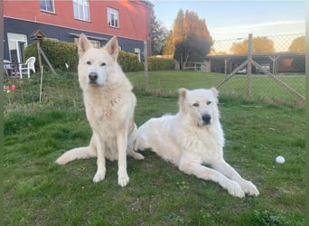 Mischka sucht ein erfahrenes Zuhause