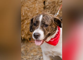 Jessie - große Hündin mit noch größerem Herzen