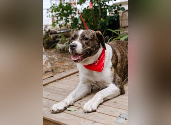 Jessie - große Hündin mit noch größerem Herzen