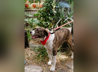 Jessie - große Hündin mit noch größerem Herzen