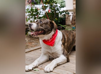 Jessie - große Hündin mit noch größerem Herzen