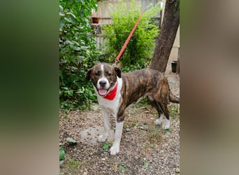 Jessie - große Hündin mit noch größerem Herzen