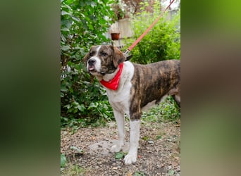 Jessie - große Hündin mit noch größerem Herzen