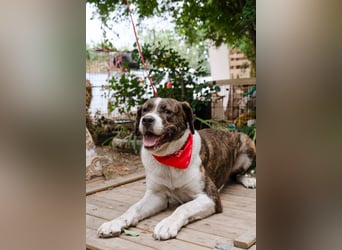 Jessie - große Hündin mit noch größerem Herzen