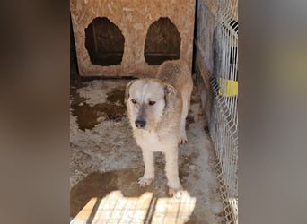 Tommy (1) - lieber großer Hundejunge