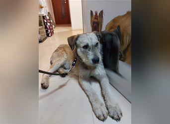 Tommy (1) - lieber großer Hundejunge
