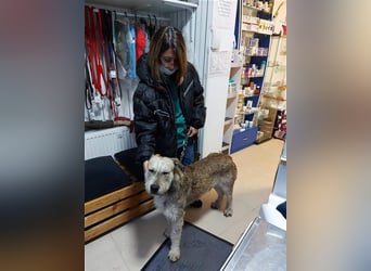 Tommy (1) - lieber großer Hundejunge