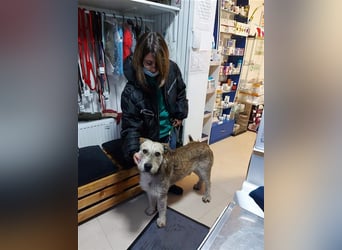 Tommy (1) - lieber großer Hundejunge