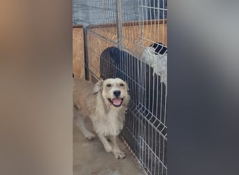 Tommy (1) - lieber großer Hundejunge