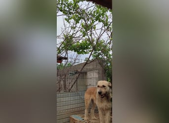 Tommy (1) - lieber großer Hundejunge