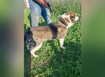 Bonita - möchte Einzelprinzessin sein