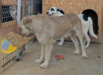Tommy (1) - lieber großer Hundejunge