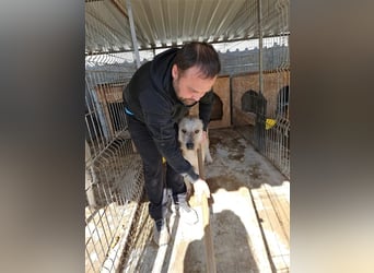 Tommy (1) - lieber großer Hundejunge