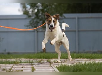 Verspielter Mario sucht aktives Zuhause