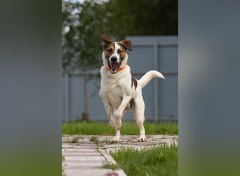 Verspielter Mario sucht aktives Zuhause