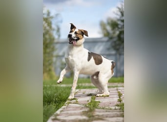 Verspielter Mario sucht aktives Zuhause