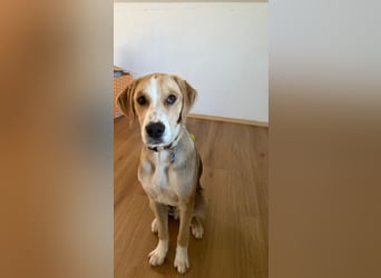 Junghund MICKEY möchte ankommen dürfen
