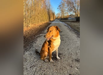 Rüde KIRO sucht sein Zuhause