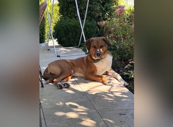 Rüde KIRO sucht sein Zuhause