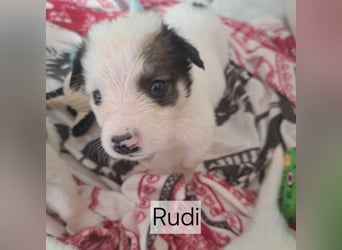 Junghund RUDI - fröhlicher Entdecker, Wasserratte, Kuschelbär