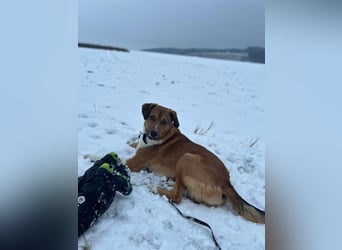 Rüde KIRO sucht sein Zuhause