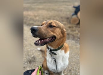 Rüde KIRO sucht sein Zuhause