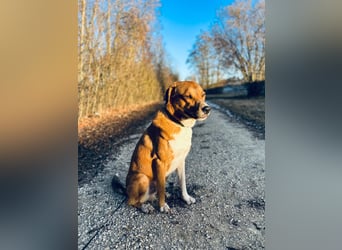 Rüde KIRO sucht sein Zuhause