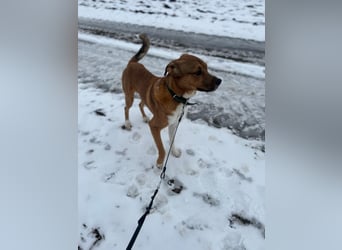 Rüde KIRO sucht sein Zuhause