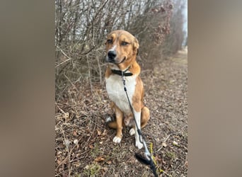 Rüde KIRO sucht sein Zuhause