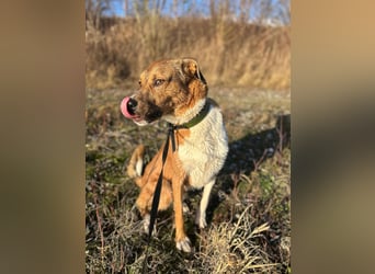 Rüde KIRO sucht sein Zuhause