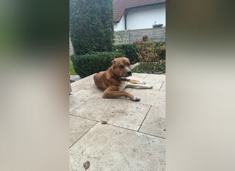 Rüde KIRO sucht sein Zuhause