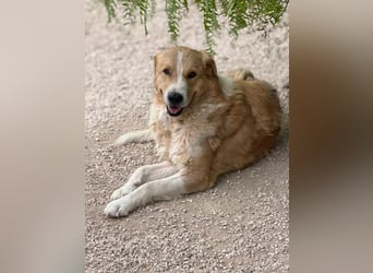Guapo - ein sanfter, schüchterner Riese sucht Menschen mit Erfahrung und Geduld