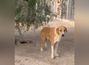 Guapo - ein sanfter, schüchterner Riese sucht Menschen mit Erfahrung und Geduld