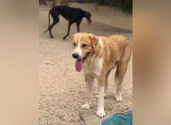 Guapo - ein sanfter, schüchterner Riese sucht Menschen mit Erfahrung und Geduld