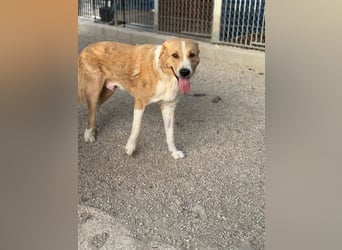 Guapo - ein sanfter, schüchterner Riese sucht Menschen mit Erfahrung und Geduld