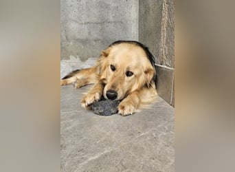 Gulliver wünscht sich ein eigenes Zuhause