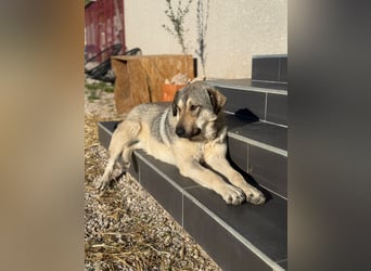 Groß, größer – hier kommt Snicket