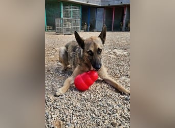 Nuvo – ein Kämpfer mit besonderem Charme sucht ein Zuhause