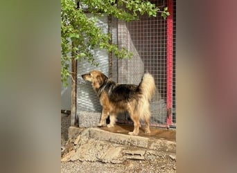 Gulliver wünscht sich ein eigenes Zuhause