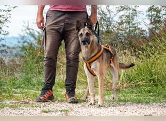 Nuvo – ein Kämpfer mit besonderem Charme sucht ein Zuhause